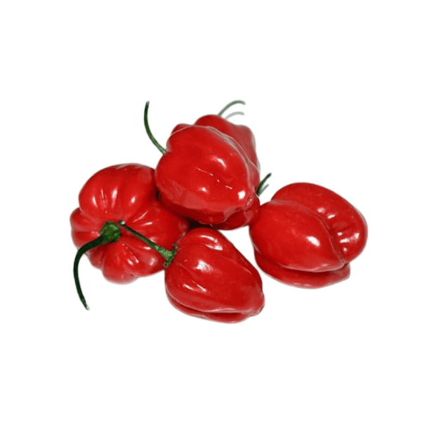Scotch Bonnet (Rodo)